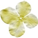 DD_ColdWhisper_flower03