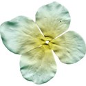 DD_ColdWhisper_flower05