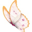 Butterfly 1