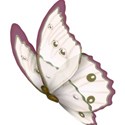 butterfly 2