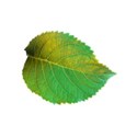 leaf 1