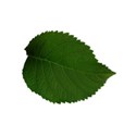 leaf 2