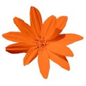 flowerorange