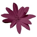 flowerpurple