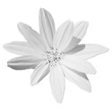 flowerwhite
