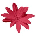flowerpink
