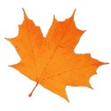 leaf1