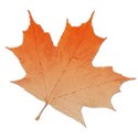 leaf3