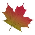 leaf4