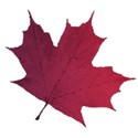 leaf5