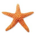 BD_Starfish_01