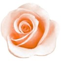 apricot rose