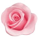 pink rose 