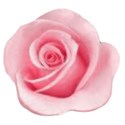 pink rose 