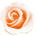 orange rose