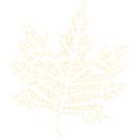 LEAF4_mikki_livanos