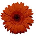 flowerorange