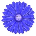 blue daisy