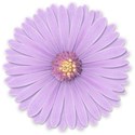 lilac flower