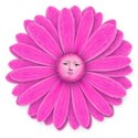 pink daisy2