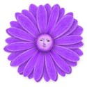 purple daisy