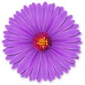 purple flower