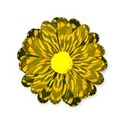 yellow flower frill