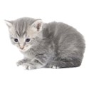 gray kitten