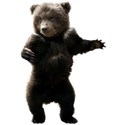 dancing bear