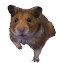 hamster