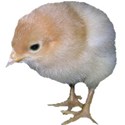 baby chick