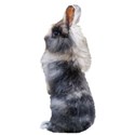 black and white bunny standing