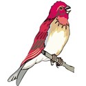 bird purple finch Copy 4