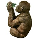 Gorrilla baby