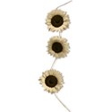 BD_Sunflowers_02