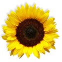 BD_Sunflower_01