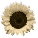 BD_Sunflower_03