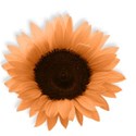 BD_Sunflower_06