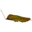 BD_Leaf_01