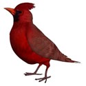 cardinal 2