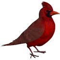 cardinal