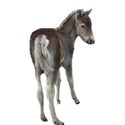 horse colt