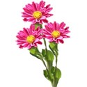 flower aster trio