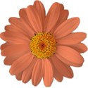 Flower Orange