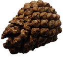 DZ_Abundance_pinecone