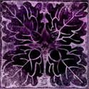 purple acanthus
