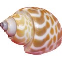 shell4