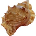 shell1