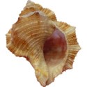 shell3