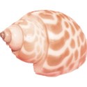 shell5